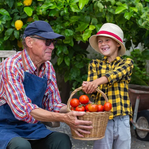 Smiling grandfather and grandson holding a basket of fresh tomatoes from the garden