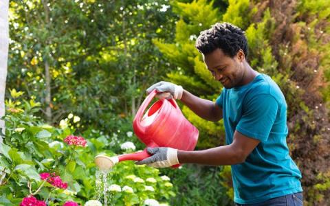 Man in garden watering plants 